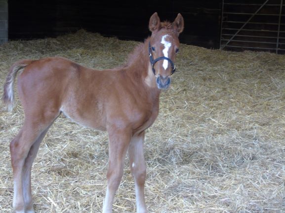 2021 filly by Lope de Vega